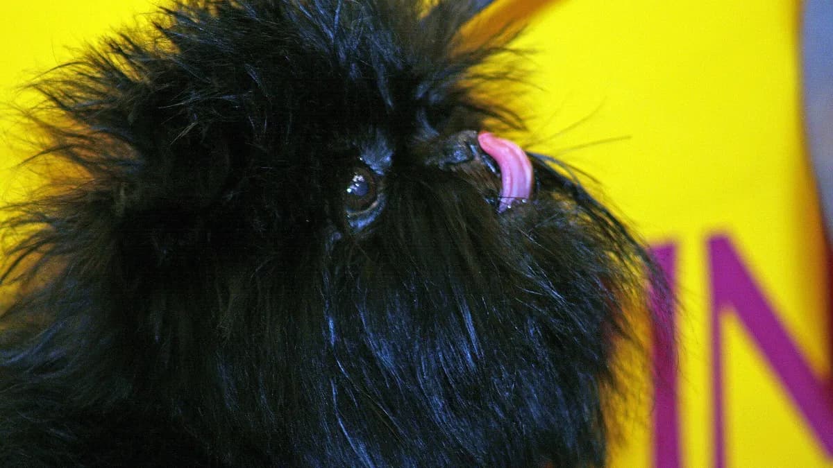 Affenpinscher