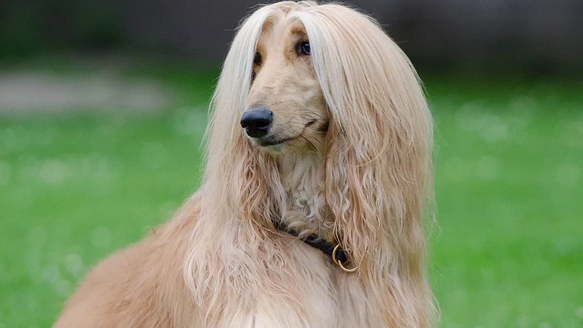 Afghan Hound