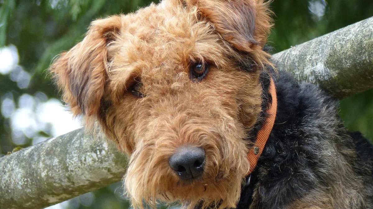 Airedale Terrier