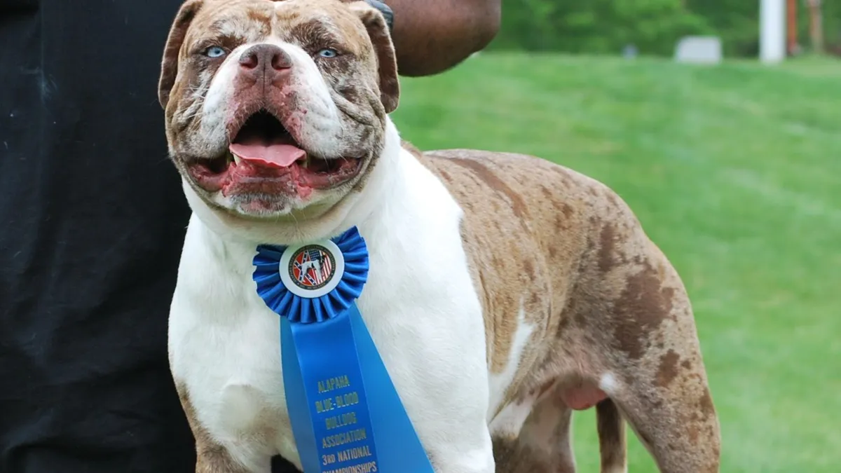 Alapaha Blue Blood Bulldog