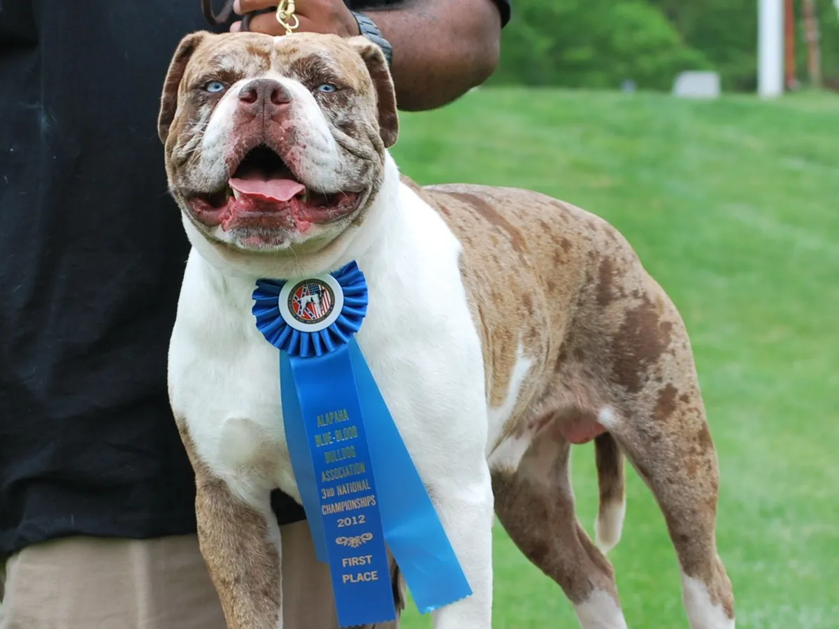 Alapaha Blue Blood Bulldog
