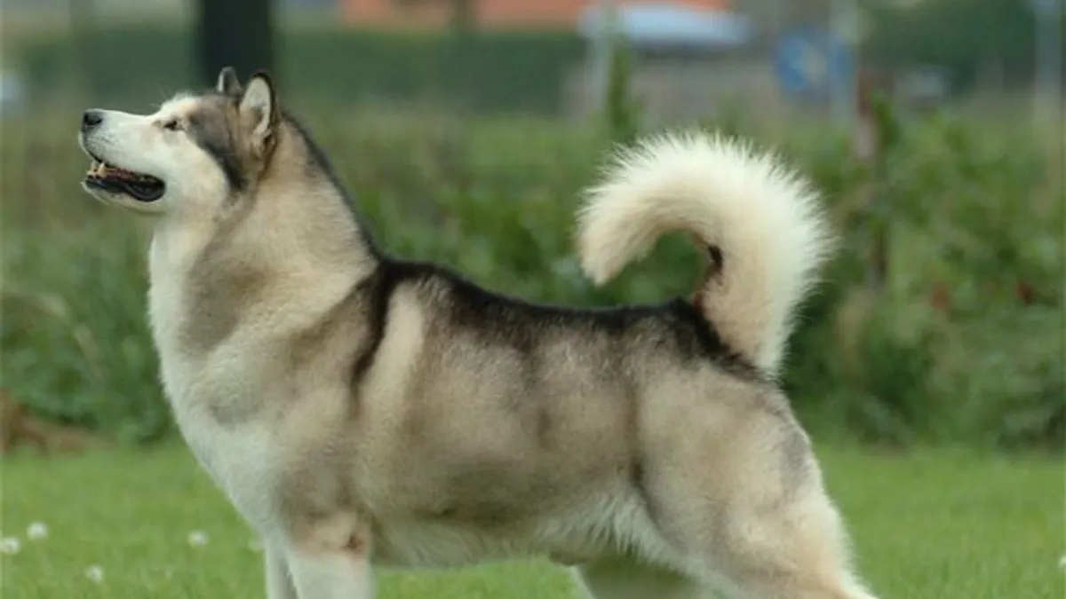 Alaskan Malamute