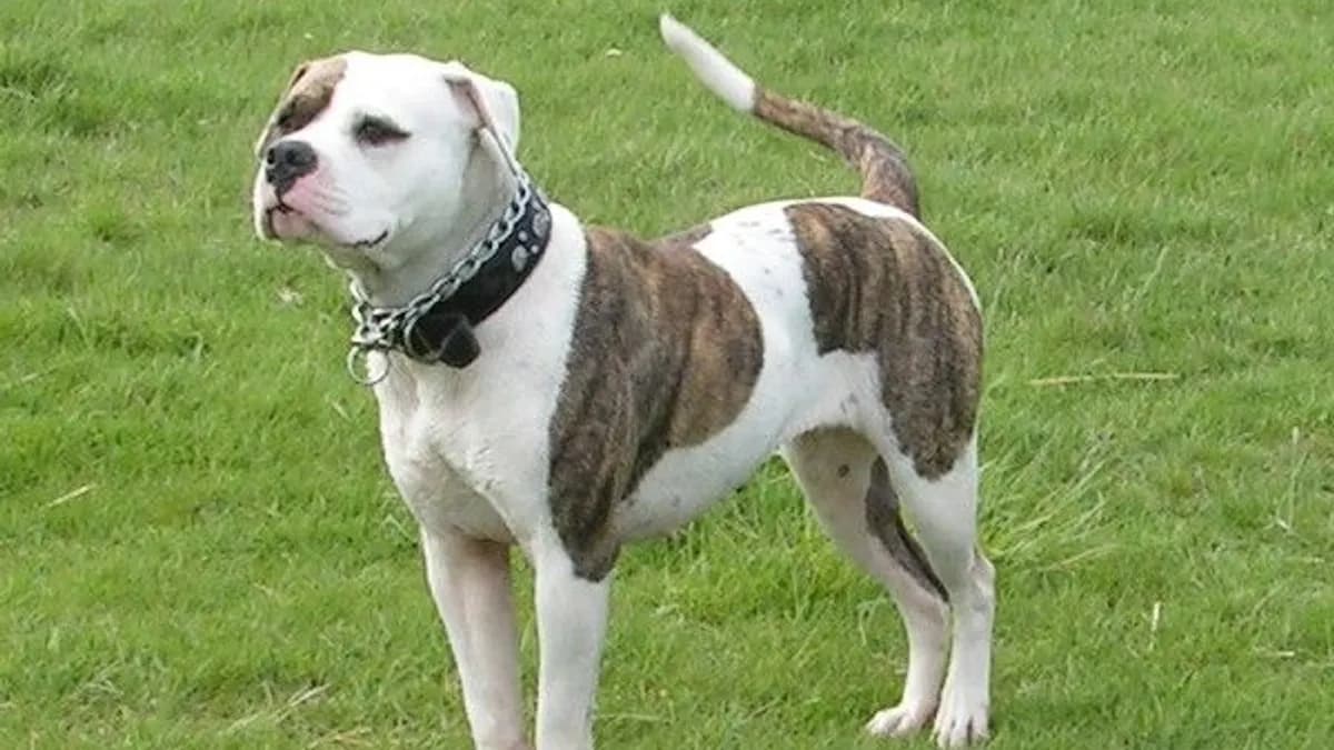 American Bulldog
