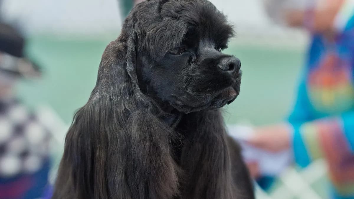 American Cocker Spaniel