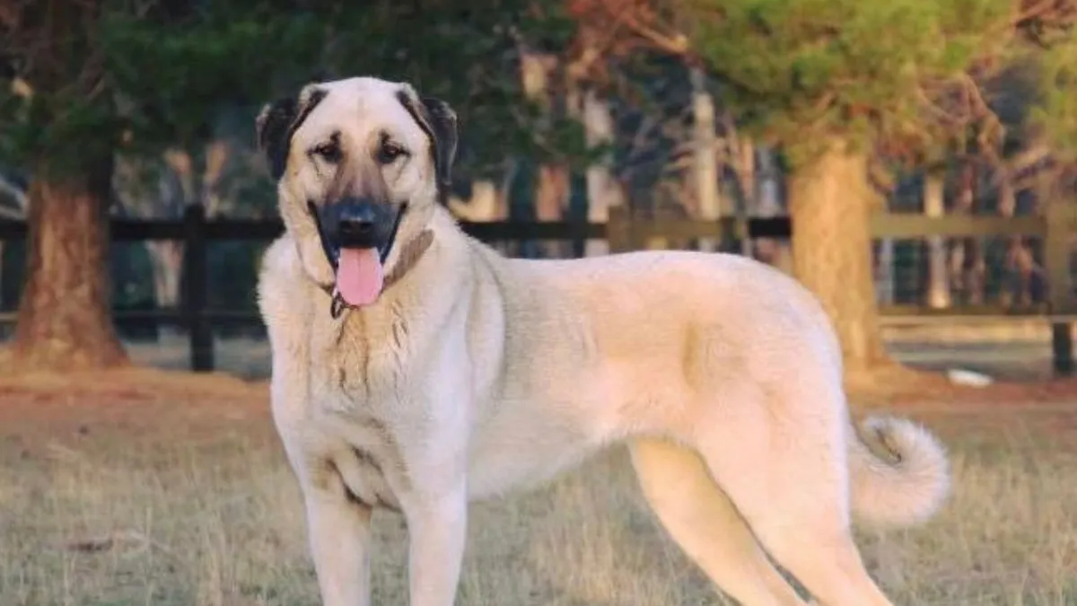 Anatolian Shepherd