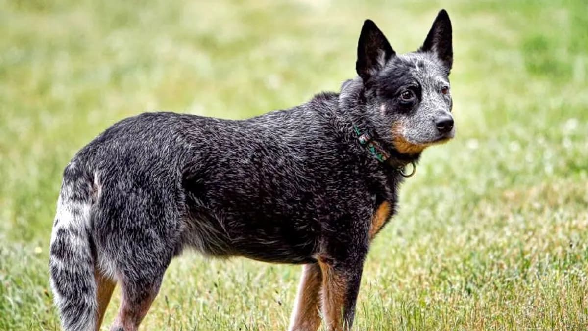 Australian Cattle Dog