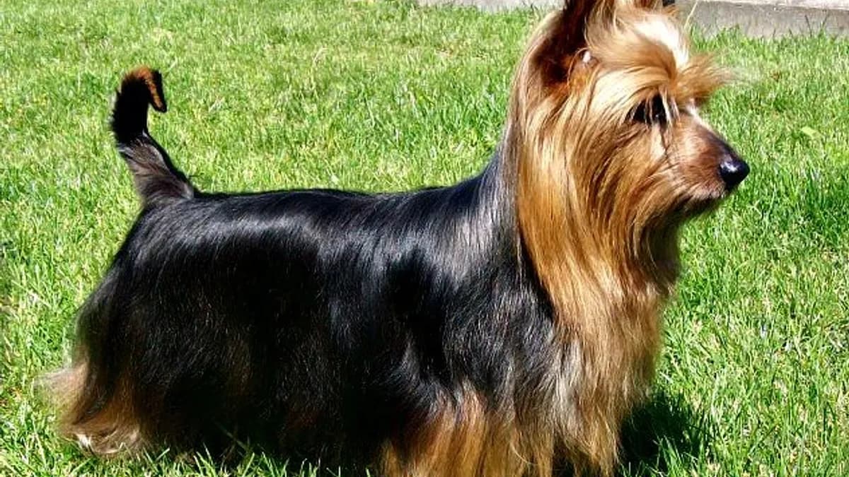 Australian Silky Terrier