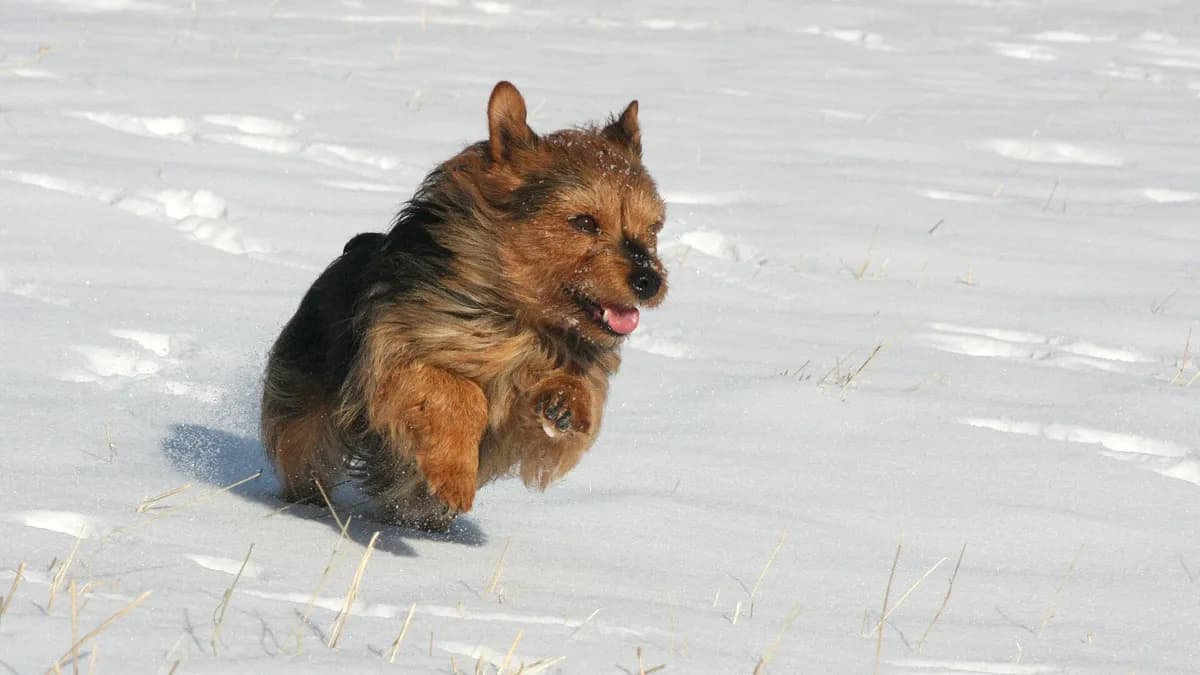 Australian Terrier