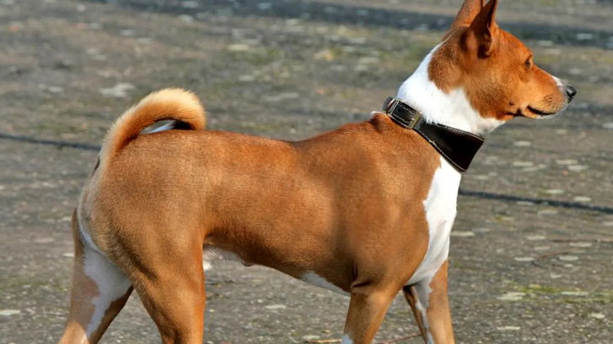 Basenji