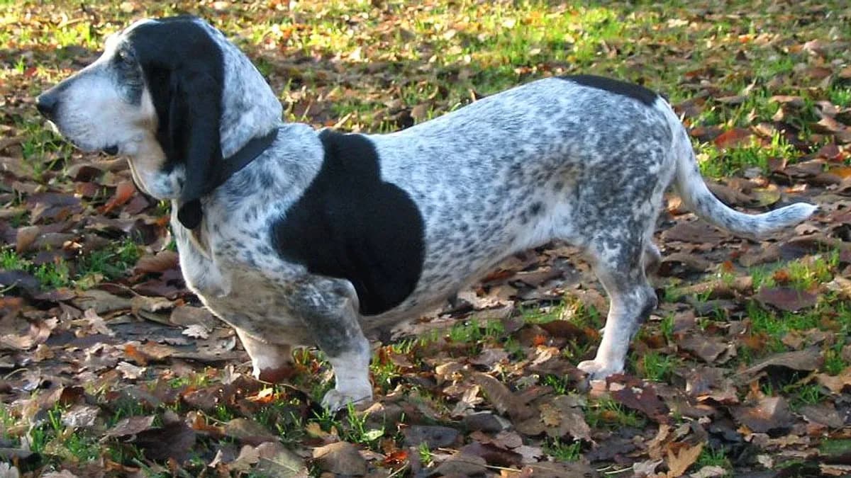 Basset Bleu de Gascogne