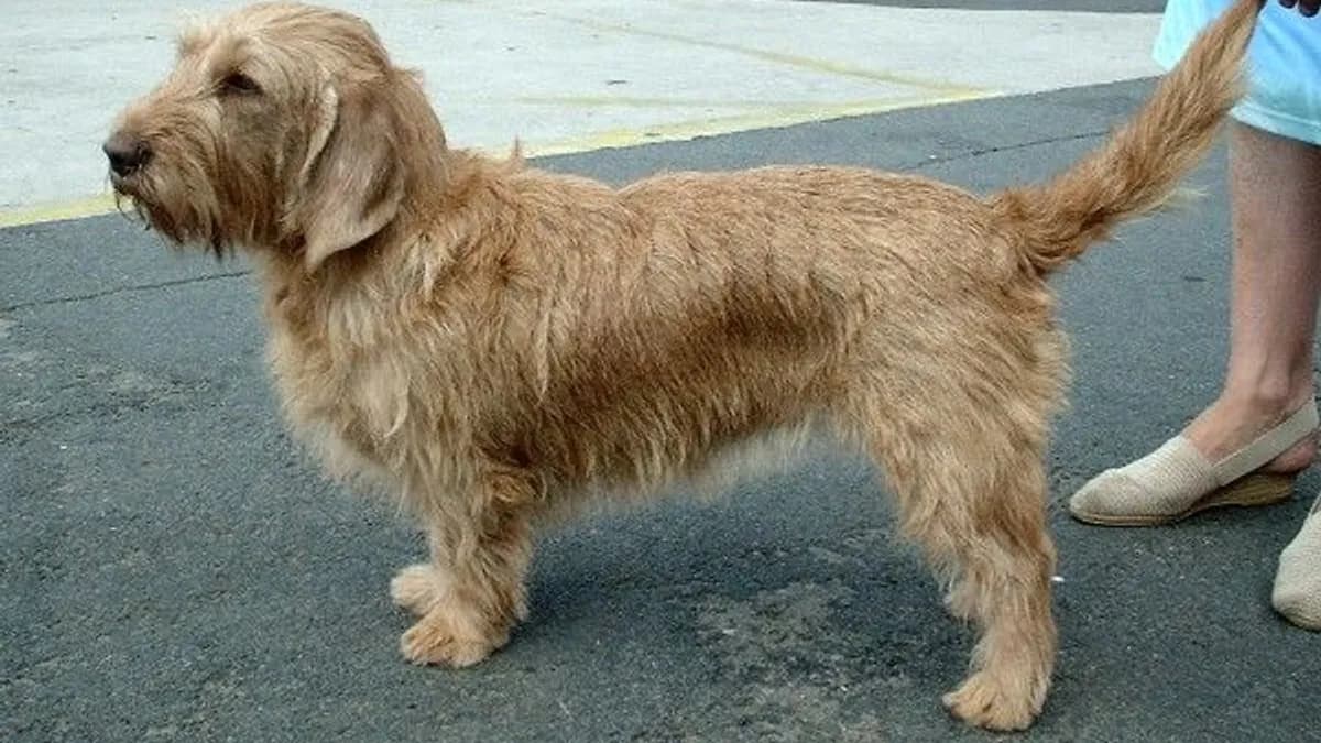 Basset Fauve de Bretagne