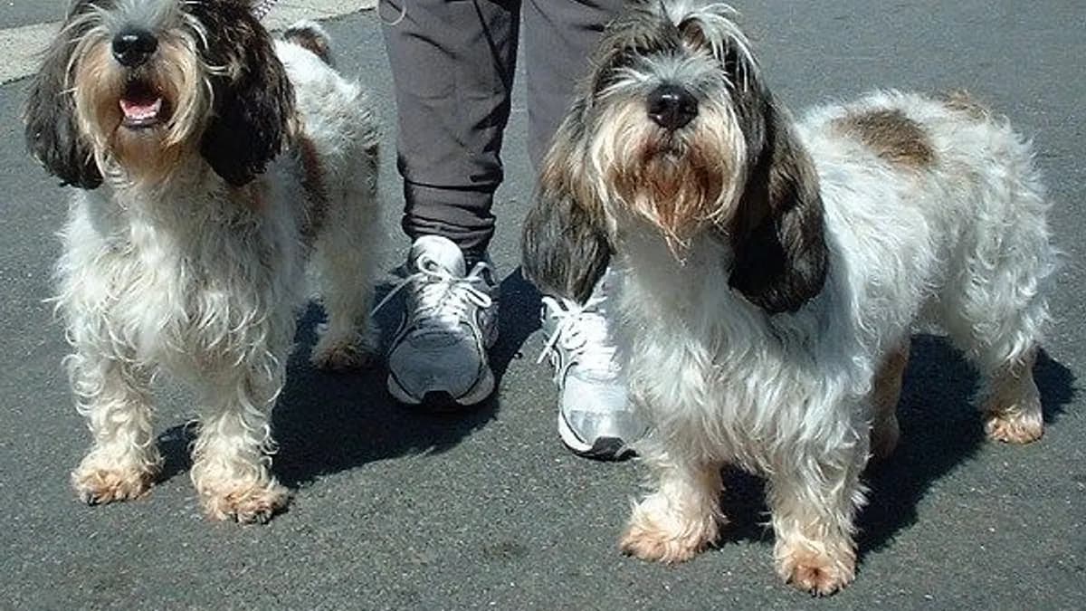 Basset Griffon Vendeen