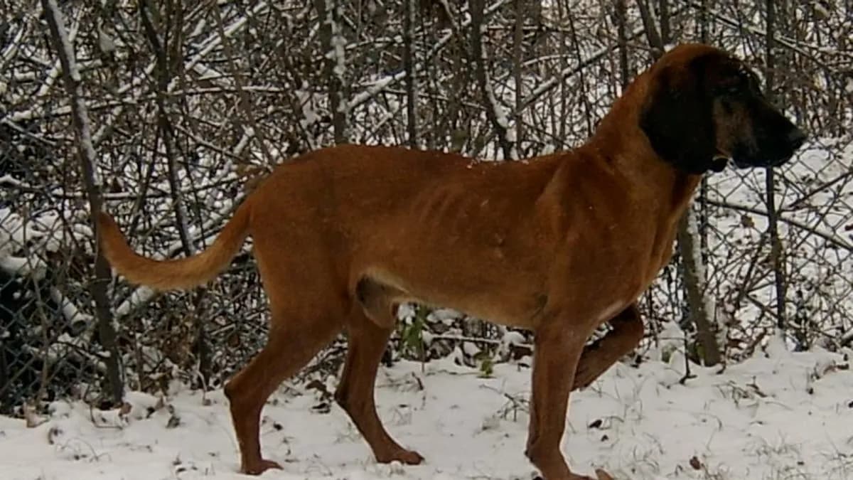 Bavarian Mountain Hound