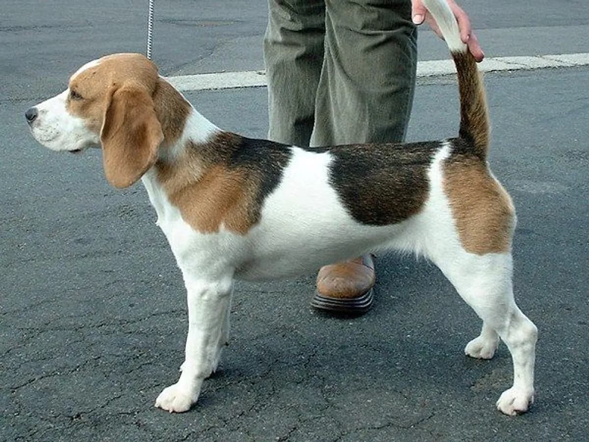Beagle