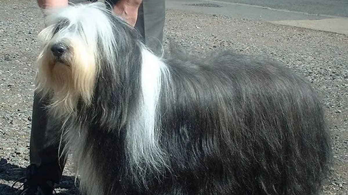 Bearded Collie
