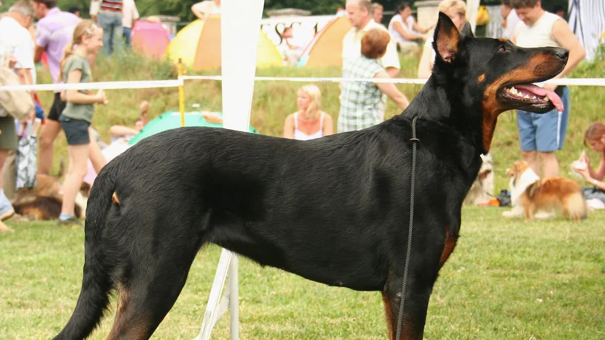 Beauceron