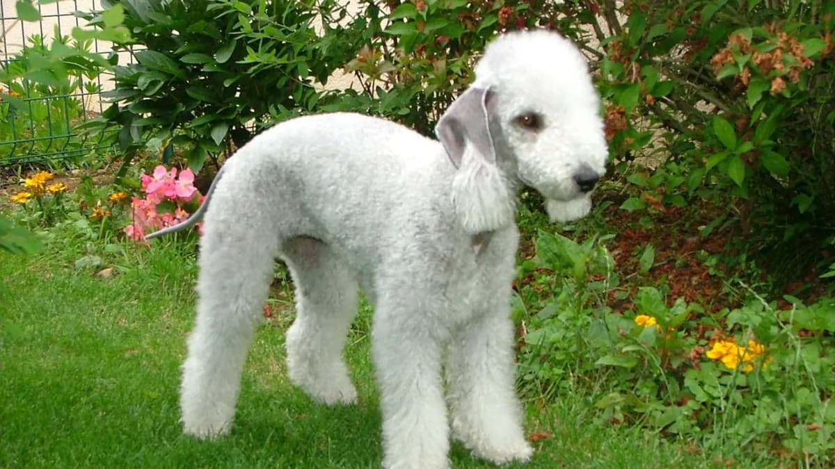 Bedlington Terrier