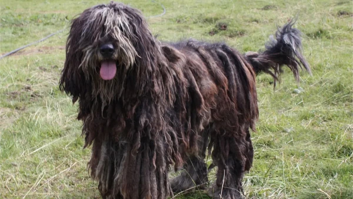 Bergamasco