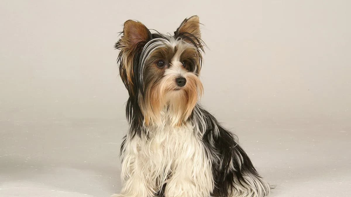 Biewer Terrier
