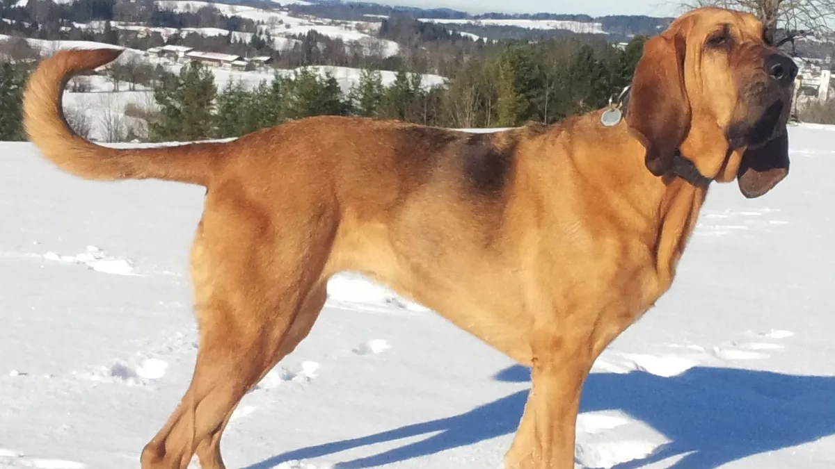 Bloodhound