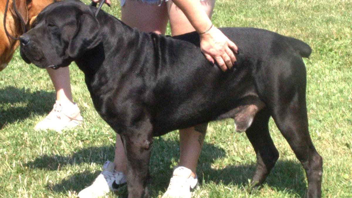 Boerboel