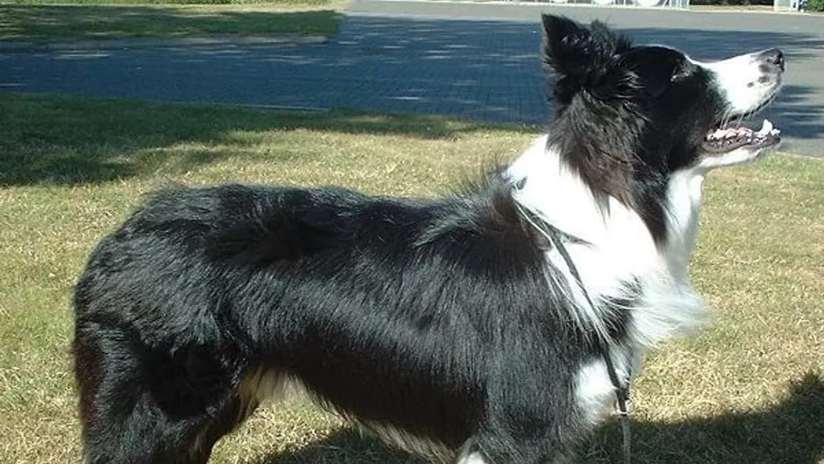 Border Collie
