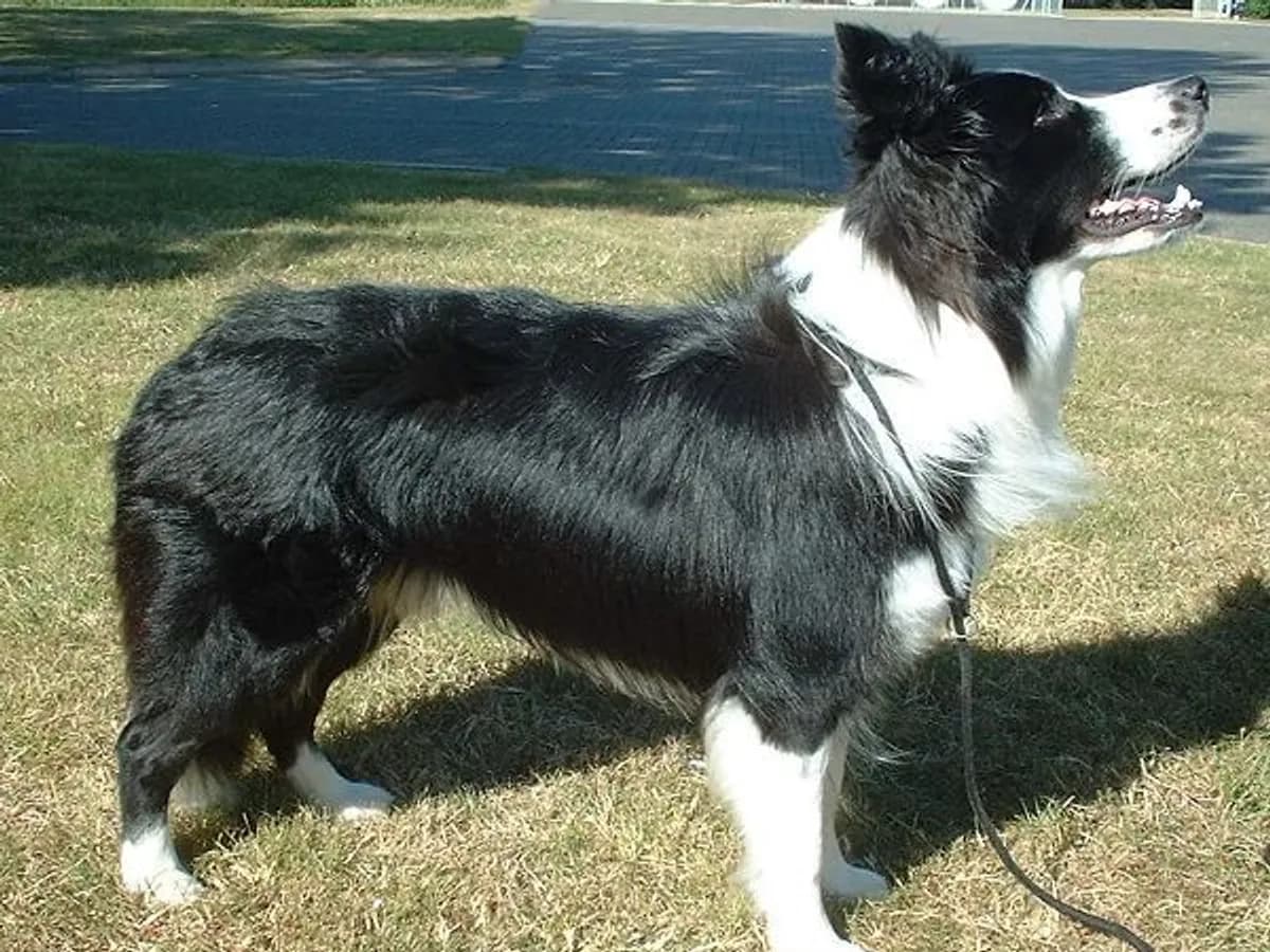 Border Collie