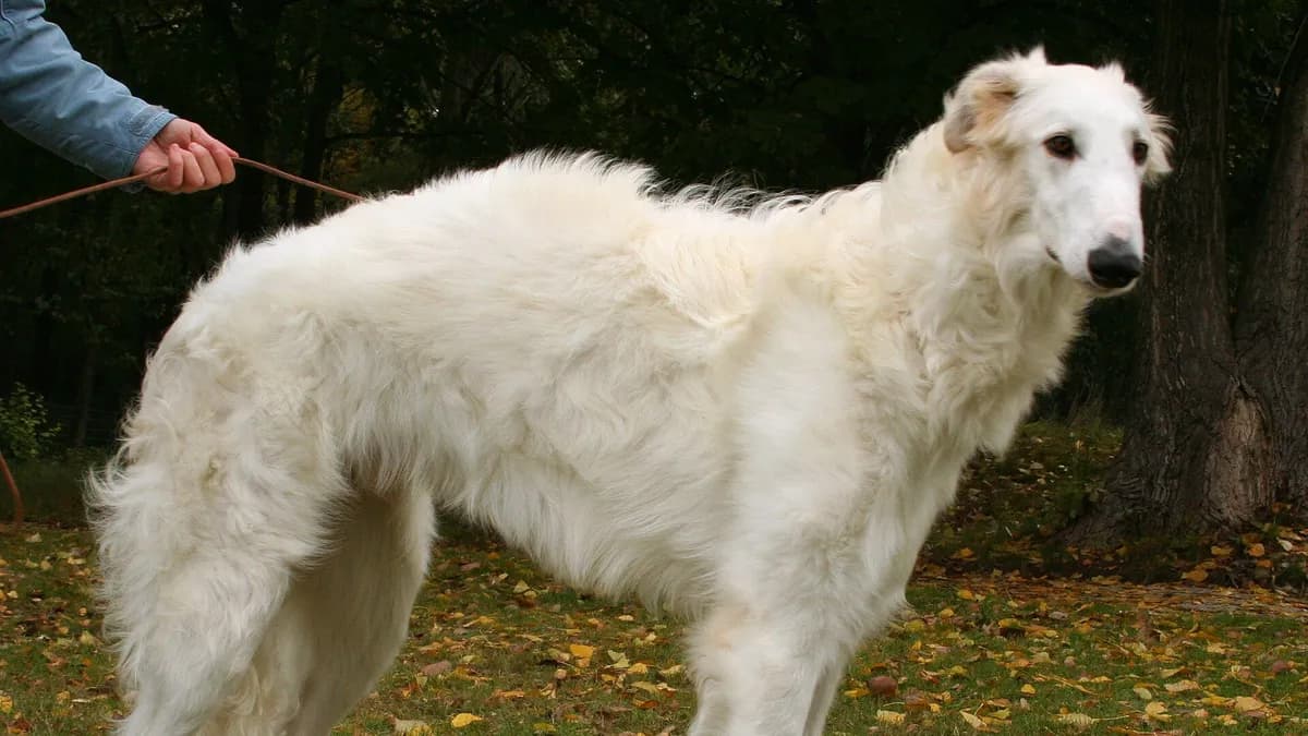 Borzoi