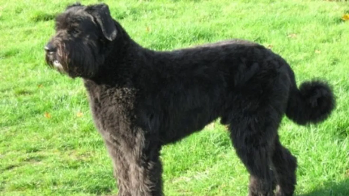 Bouvier Des Flandres