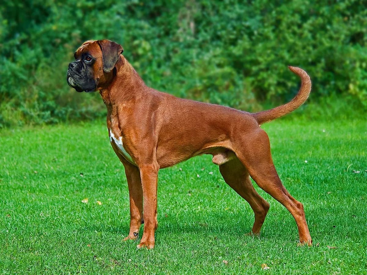 Boxer