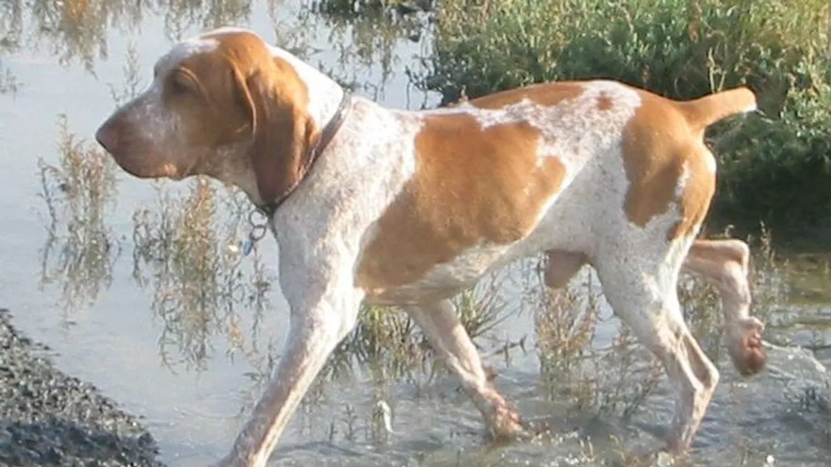 Bracco Italiano