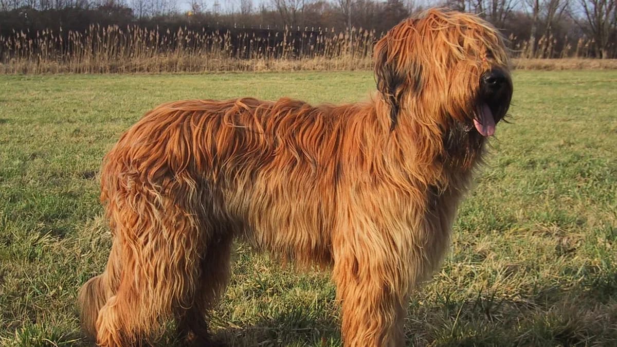 Briard