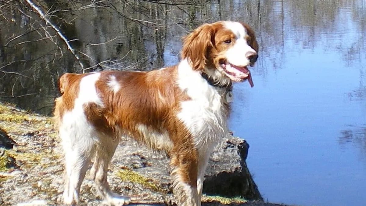 Brittany Spaniel