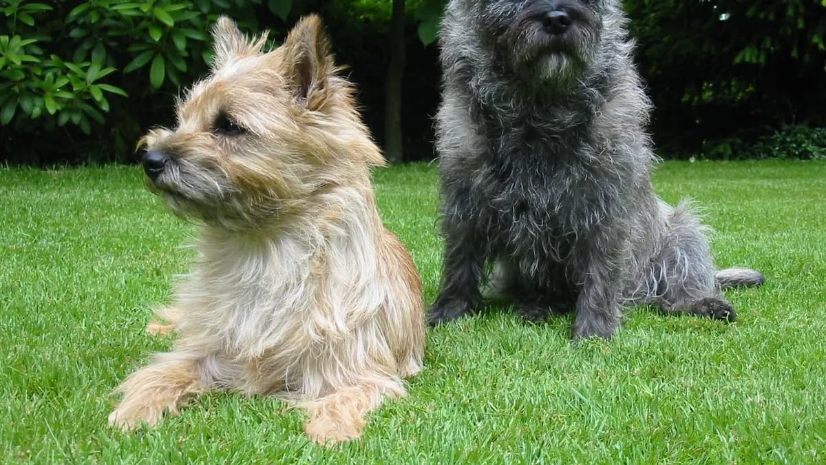 Cairn Terrier