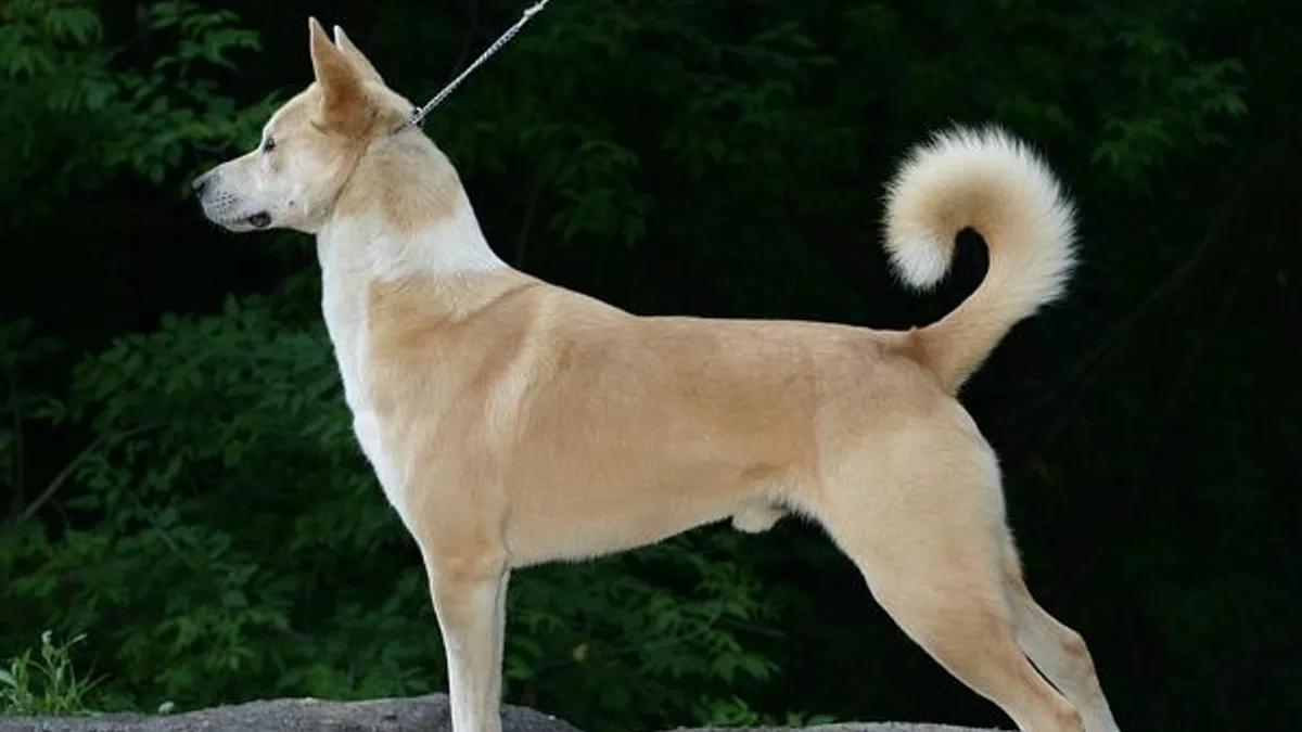 Canaan Dog