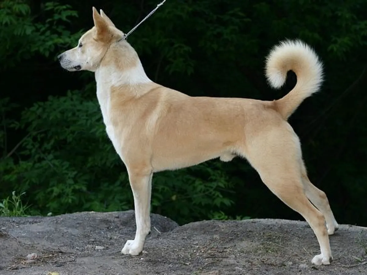 Canaan Dog
