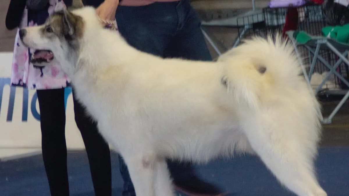 Canadian Eskimo Dog
