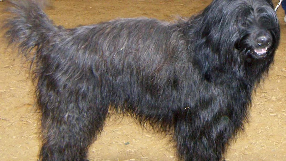 Catalan Sheepdog