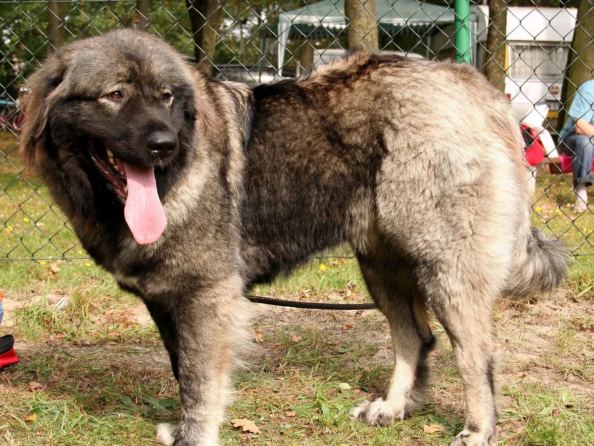 Caucasian Shepherd Dog