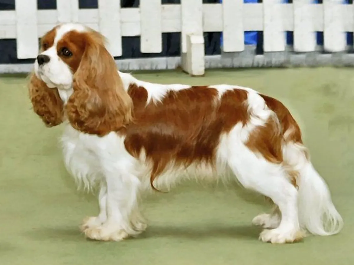 Cavalier King Charles Spaniel