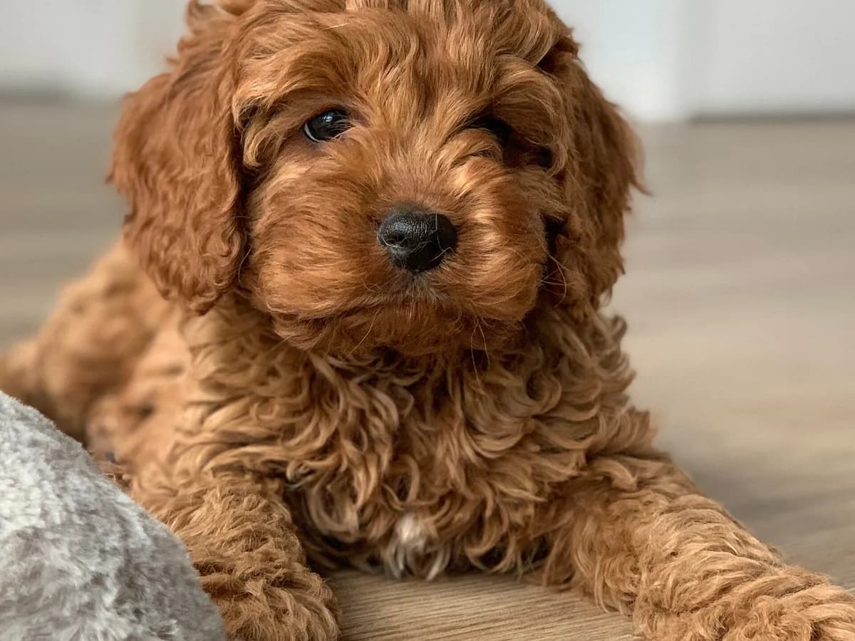Cavapoo