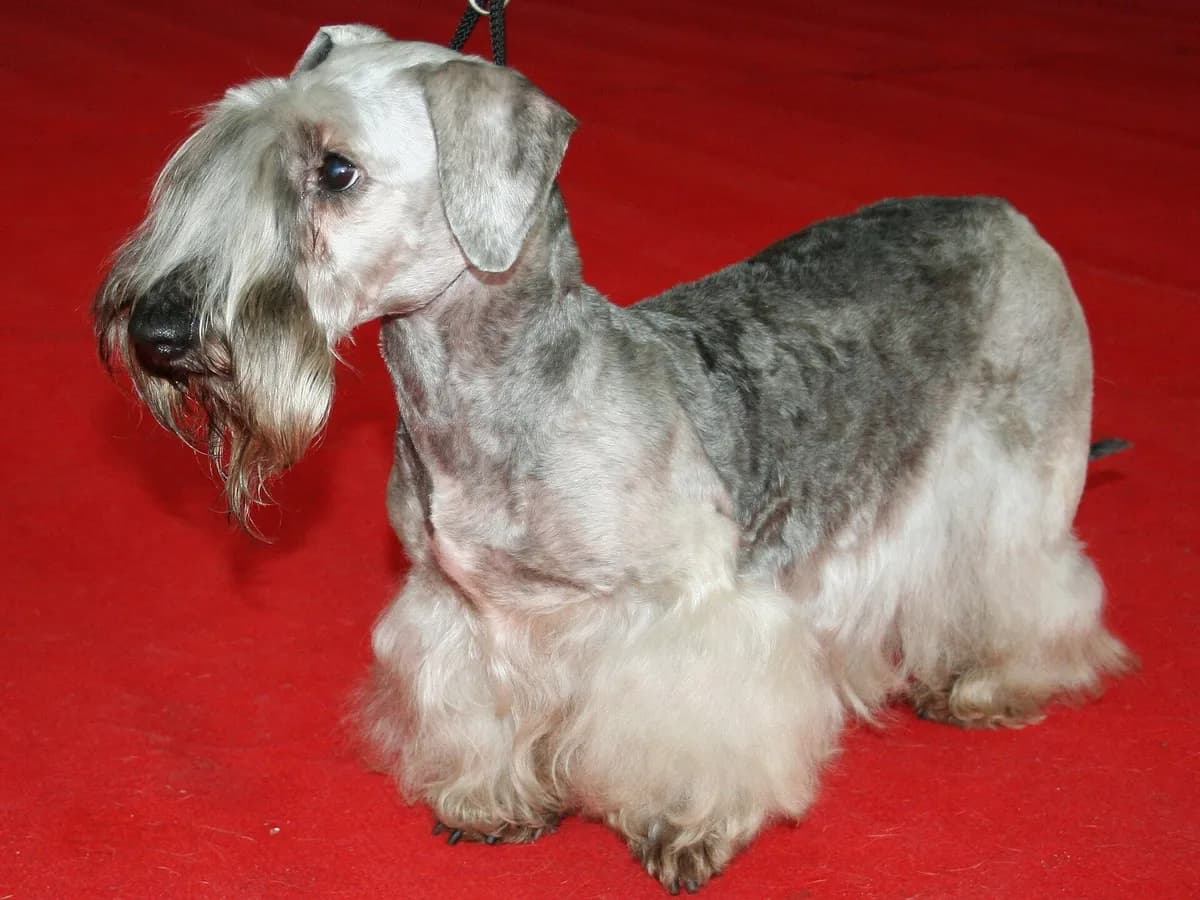Cesky Terrier