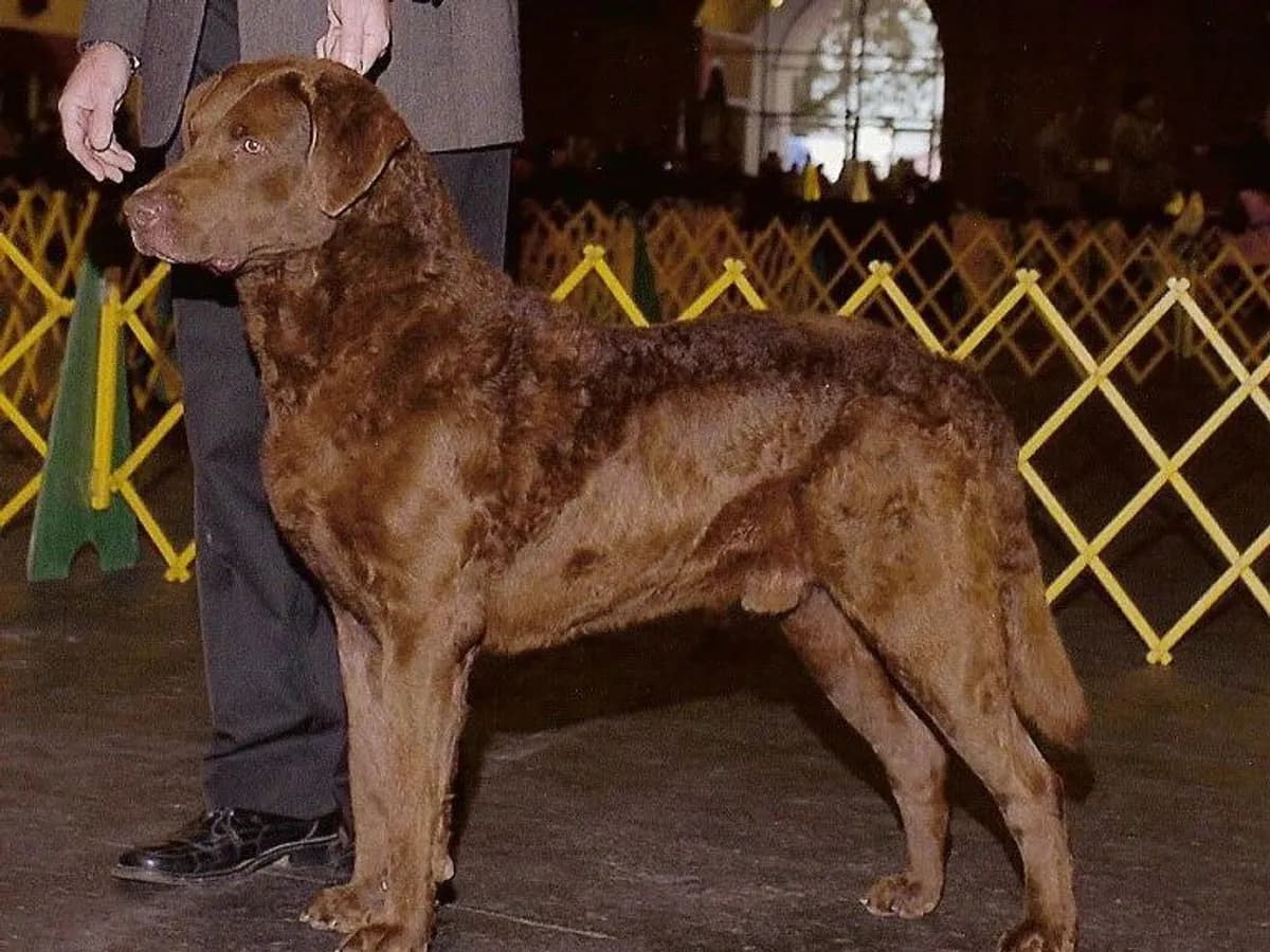 Chesapeake Bay Retriever