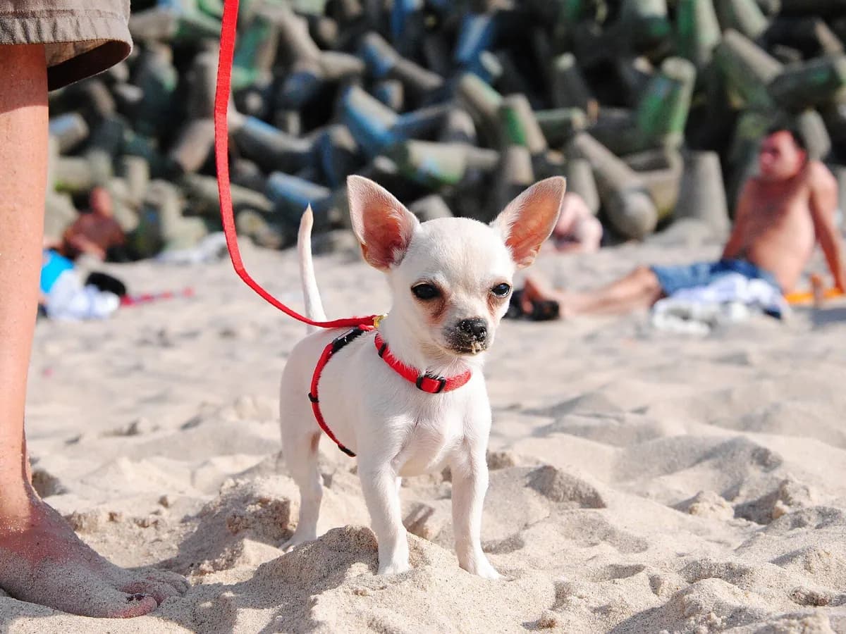 Chihuahua