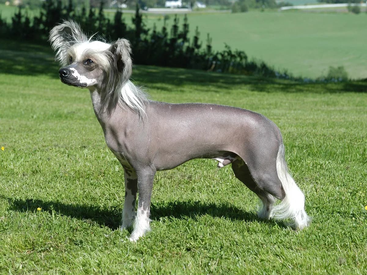 Chinese Crested