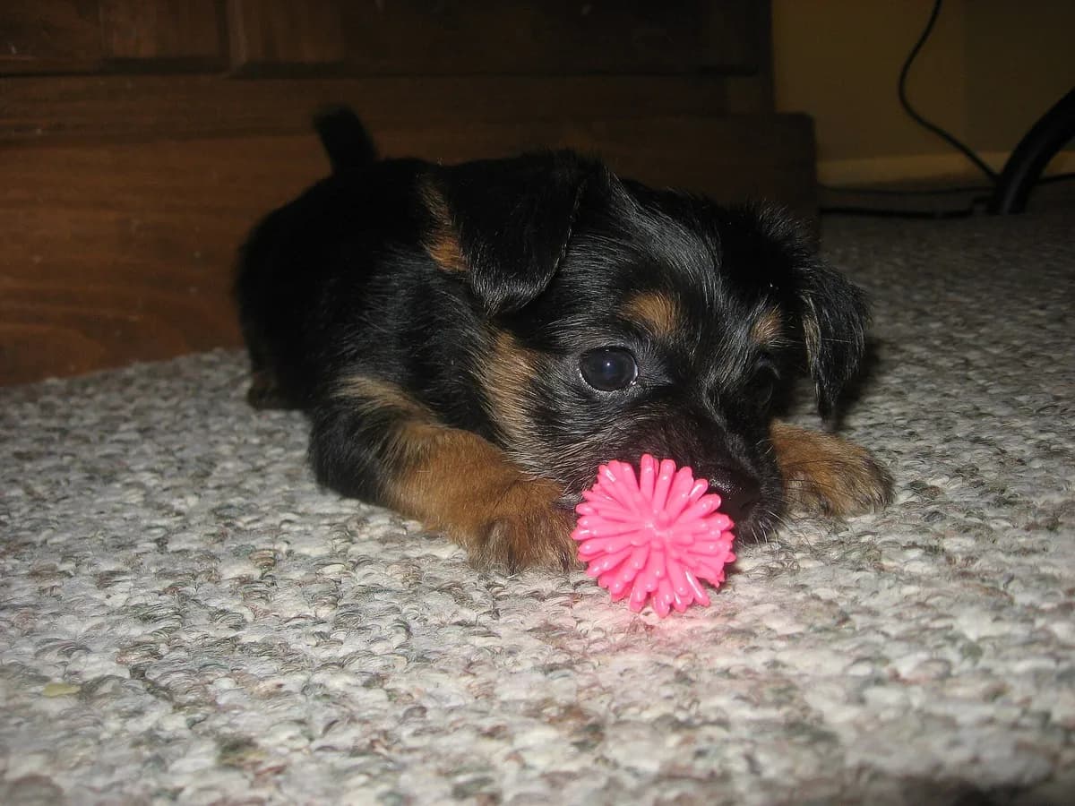 Chorkie