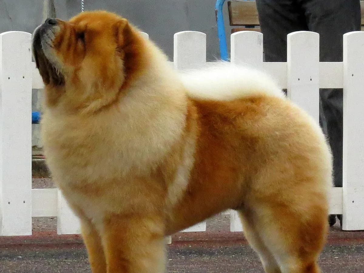 Chow Chow