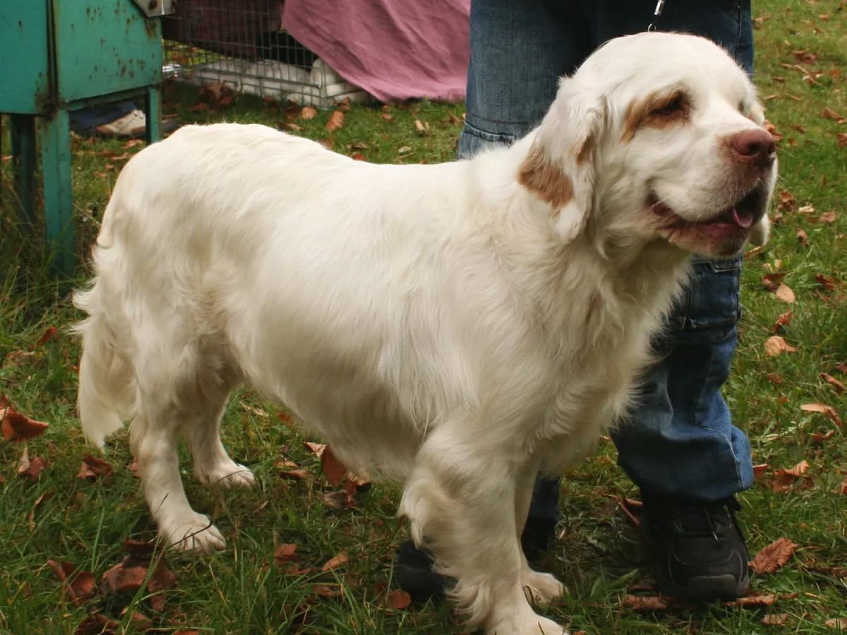 Clumber Spaniel