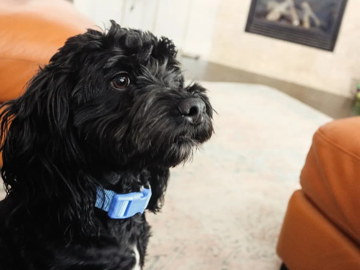 Cockapoo
