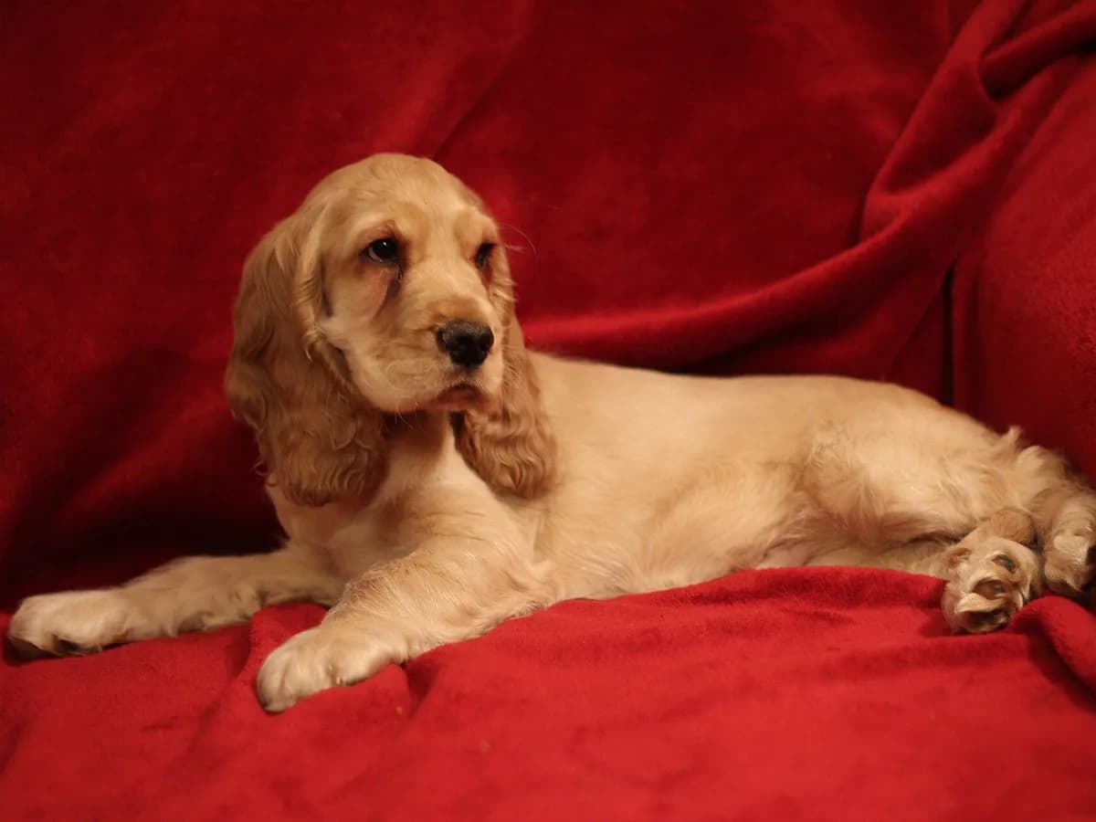 English Cocker Spaniel